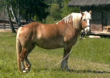 LITUANIAN DE MARE TRACTIUNE